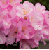 Mein schöner Garten Rhododendron 'Rose Duft' (2)
