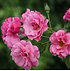 Mein schöner Garten Rose 'Bienenweide®Rosa' (2)