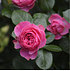 Mein schöner Garten Rosenstämmchen 'Leonardo da Vinci'® (2)