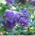 Mein schöner Garten Sommerflieder 'Buzz Sky Blue' (2)