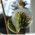 Mein schöner Garten Tillandsien-Set in Glaskugel (2)