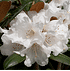 Mein schöner Garten Wild-Rhododendron 'Hydon Velvet' (2)