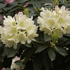 Mein schöner Garten Yakus-Rhododendron 'Golden Torch' I (2)