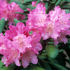 Mein schöner Garten Yakus-Rhododendron 'Kalinka' (2)
