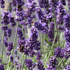 Mein schöner Garten Zweifarbiger Lavendel 6 Pflanzen (2)