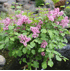 Mein schöner Garten Zwerg-Duftflieder 'Flowerfesta Pink'® (2)