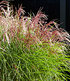 Miscanthus "Red Cloud®",1 Pflanze (2)