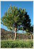 Mittelmeer-Pinie Pinus pinea (2)