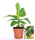 Musa Banana Tropicana, 1 Pflanze (2)