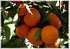 Nabel-Orange Citrus sinensis ´Navel` (2)