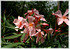 Oleander Nerium oleander (2)