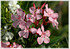 Oleander Nerium oleander (2)
