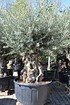 Olivenbaum (Hojiblanca) frosthart - Olea europea Hojiblanca (2)