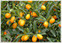 Ovale Kumquat Fortunella margarita (2)