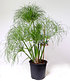 PAAyrusgras Nofretete ca. 40 cm hoch,1 Pflanze (2)