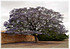 Palisanderbaum Jacaranda mimosifolia (2)