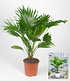 Palme 'Livistona Rotundifolia' ca 40 cm hoch,1 Pflanze (2)