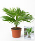 Palme "Livistona Rotundifolia",1 Pflanze (2)