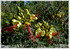 Paradiesvogelbusch Caesalpinia gilliesii (2)