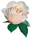 Parfum-Rose "Princesse Astrid®",1 Pflanze (2)