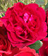 Parfum-Rose "Rose Clos Vougeot®",1 Pflanze (2)