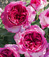 Parfum-Rose "Thierry Marx®",1Pflanze (2)