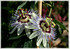 Passionsblume Passiflora caerulea (2)