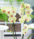 Phalaenopsis Orchidee, 2 Triebe, "Gelb",1 Pflanze (2)