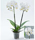 Phalaenopsis Orchidee, 2 Triebe, "Weiß",1 Pflanze (2)