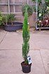 Raketenwacholder (Blue Arrow) -Juniperus scopulorum Blue Arrow (2)