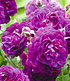 Rambler-Rose "Bleu Magenta",1 Pflanze (2)