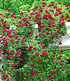 Rambler-Rose "Chevy Chase",1 Pflanze (2)