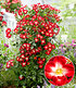 Rose "Everglow Ruby",1 Pflanze (2)