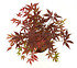 Roter Fächer-Ahorn (Atropurpureum) - Acer palmatum Atropurpureum (2)