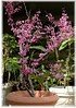 Roter Judasbaum Cercis canadensis ´Forest Pansy` (2)