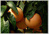 Rotfleischige Grapefruit Citrus paradisi ´Star Ruby` (2)