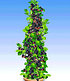 Säulen-Beeren-Kollektion,2 Pflanzen (2)