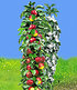 Säulen-Obst Kollektion Birne & Apfel,2 Pflanzen (2)