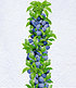 Säulen-Obst-Kollektion Birne & Zwetschge,2 Pflanzen (2)