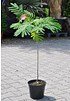 Schlafbaum (Seidenbaum) - Albizia julibrissin Ombrella® (2)