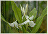 Schmetterlingslilie Hedychium coronarium (2)