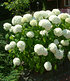 Schneeball-Hortensie "Annabelle",1 Pflanzen (2)