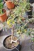 Schnurrbaum (Sophora 'Sun King') - Sophora prostrata Little Baby (2)