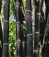 Schwarzer Bambus "Black Pearl", 1 Pflanze (2)