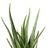 Sense of Home Zimmerpflanze Aloe vera ohne Übertopf (2)