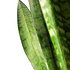 Sense of Home Zimmerpflanze Bogenhanf 'Sansevieria zeylanica' (2)