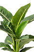 Sense of Home Zimmerpflanze Dieffenbachie "Green Magic" (2)