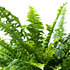 Sense of Home Zimmerpflanze Schwertfarn 'Green Lady' (2)