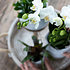 Sense of Home Zimmerpflanzen-Set "Premium Orchid" (2)