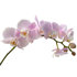 Sense of Home Zimmerpflanzen-Set "Scandic Orchid" (2)